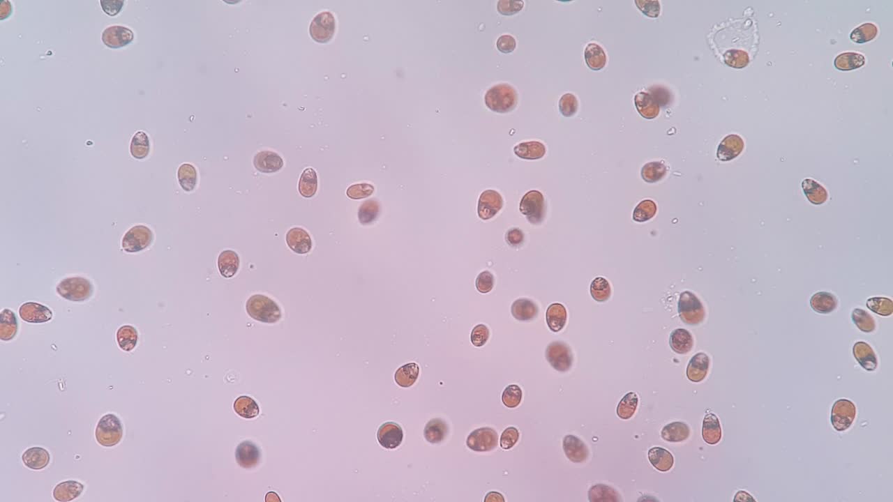 Microscopic View of Moving Microorganisms in Liquid – Biological Research and Science Concept