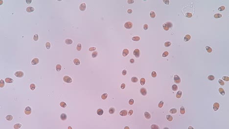 microscopic view of moving microorganisms in liquid – biological research and science concept