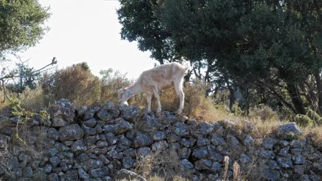 goat grazing on rocky rural landscape - wide shot