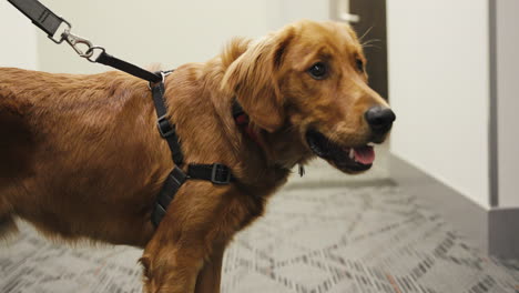 golden retriever puppy waiting for an elevator in an apartment building