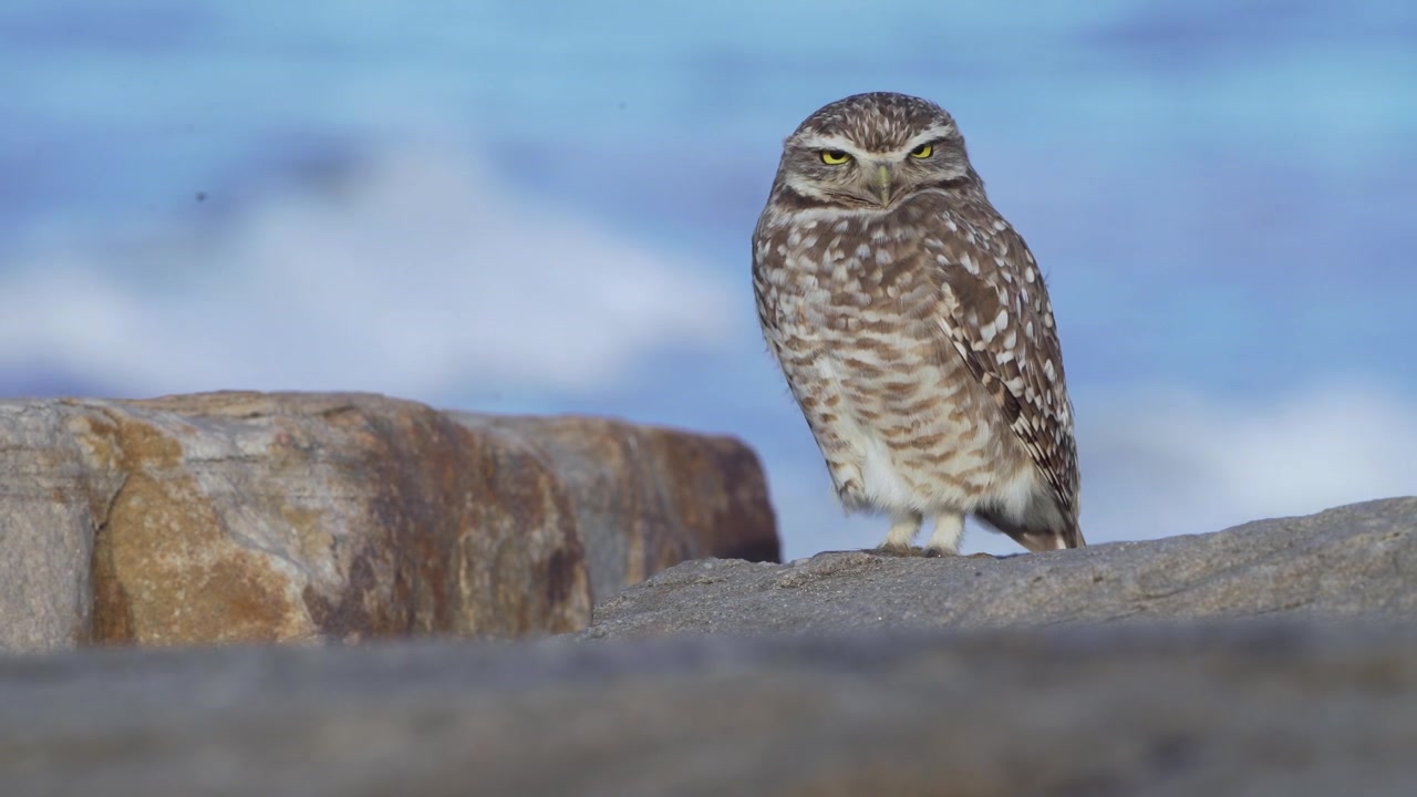 Primo piano di un gufo delle tane (Athene cunicularia) appollaiato su rocce costiere con l'Oceano Atlantico sullo sfondo. Gufo nativo sudamericano nel suo habitat naturale lungo la costa della Provincia di Buenos Aires.