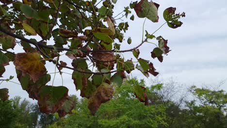 A-close-up-shot-of-a-tree-branches-against-the-background-of-a-clear-blue-sky