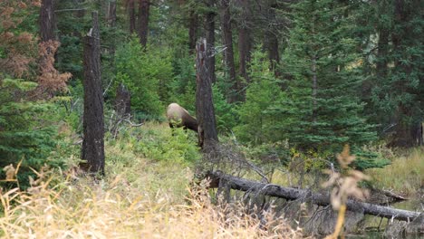 A-bull-elk-exits-the-trees,-following-a-cow-during-the-autumn-rut-in-4K