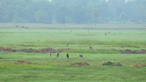 Tow-individuals-arrive-from-the-right-going-to-the-left,-some-relaxing-and-foraging,-carabaos-grazing-at-the-background