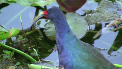 Eine-Gallinule-In-Einem-Sumpf