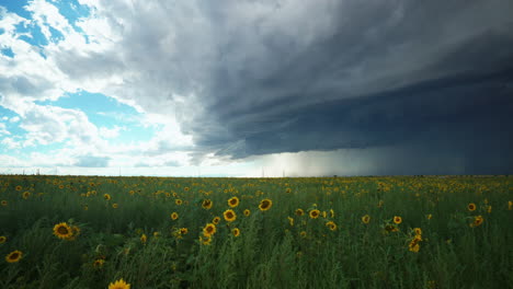 cinematic slow motion denver colorado summer afternoon thunderstorm over rocky mountains farmer stunning wild endless sunflowers wildflower field landscape drone aerial slow pull slider forward