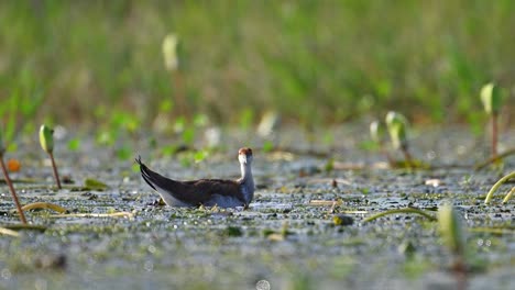 Jacana-De-Cola-De-Faisán-Joven-Alimentándose-En-Un-Estanque-De-Nenúfares