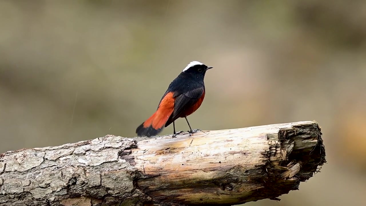 Momento di storia naturale che mostra comportamenti autentici in condizioni di umidità.