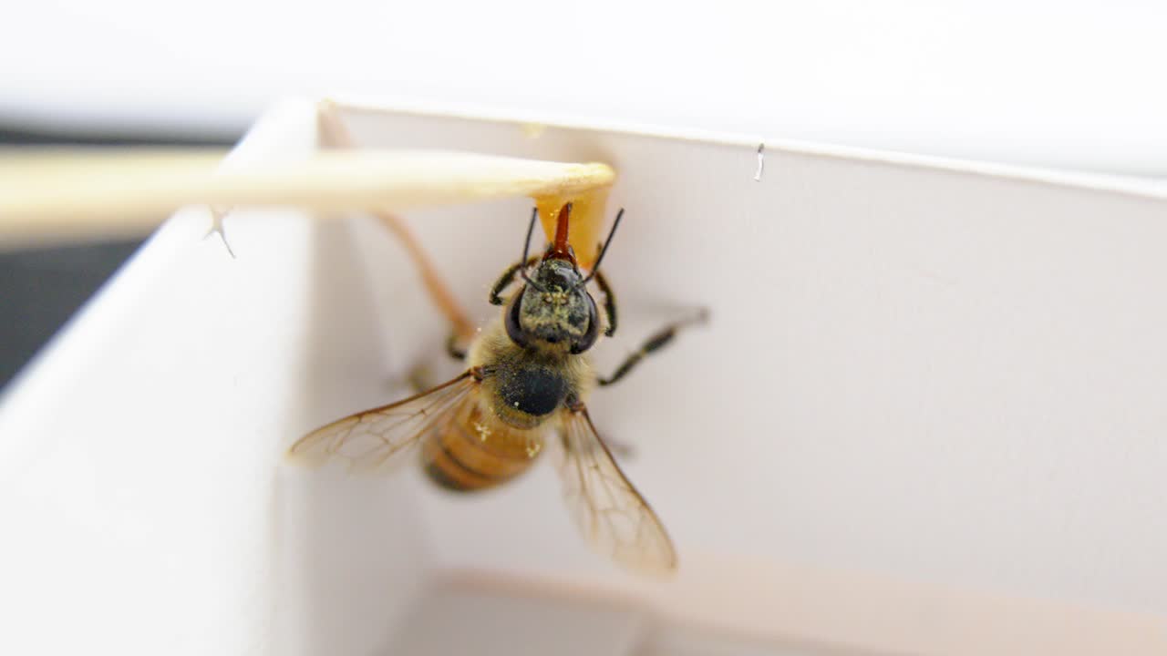 close-up of a bee feeding on honey with its proboscis