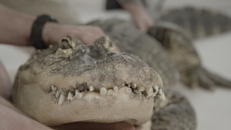 cuidadores del zoológico con un caimán americano