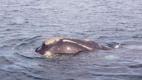 front on view of a right whal head as it spurts a stream of water into the air as it breaths