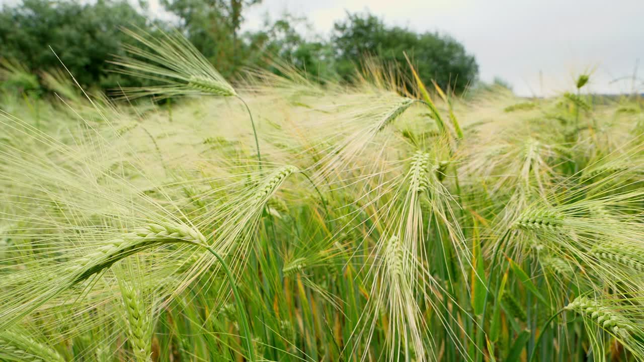 늦은 봄에 자라는 녹색 보리 밀의 슬로우 모션 영상