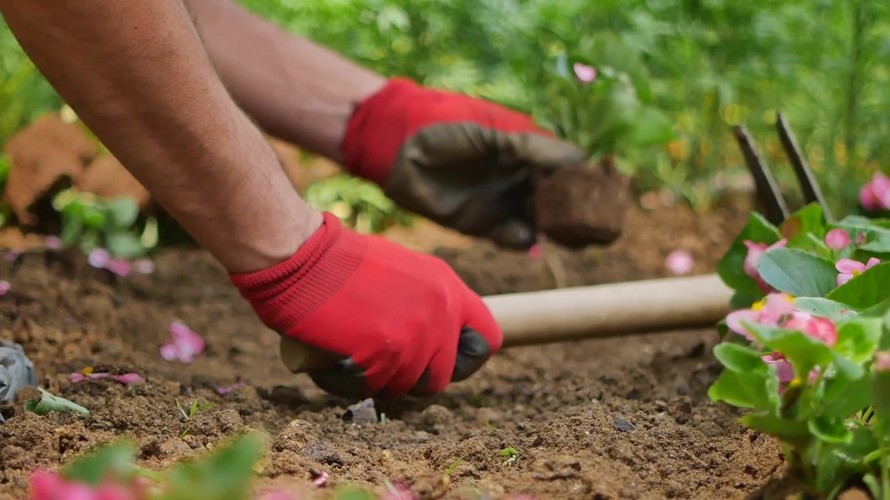 Trädgårdsmästare som planterar blommor i jord med handverktyg