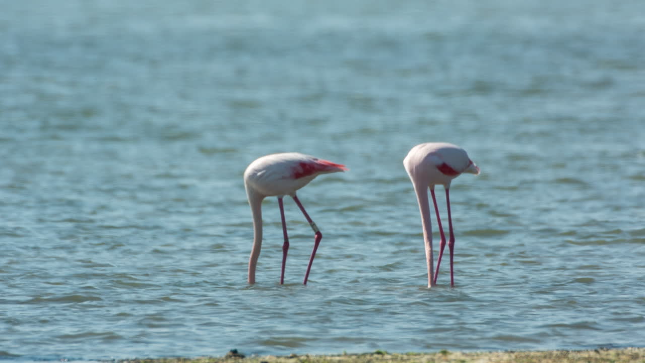 델타 플라밍고 46