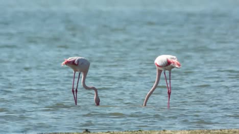 deltaflamingos 46