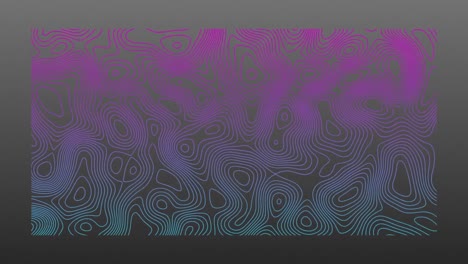 animación de líneas topográficas azules y rosas que se mueven orgánicamente sobre un fondo gris