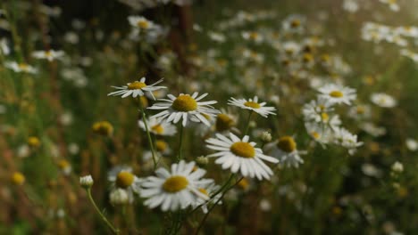 Wilde-Kamille-Blüht-Auf-Einer-Wiese,-Die-Sich-Im-Wind-Wiegt