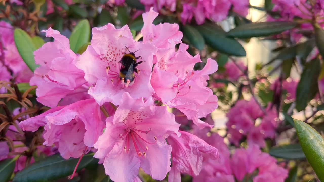 abejorro recolectando polen en las flores de azalea rosa en primavera