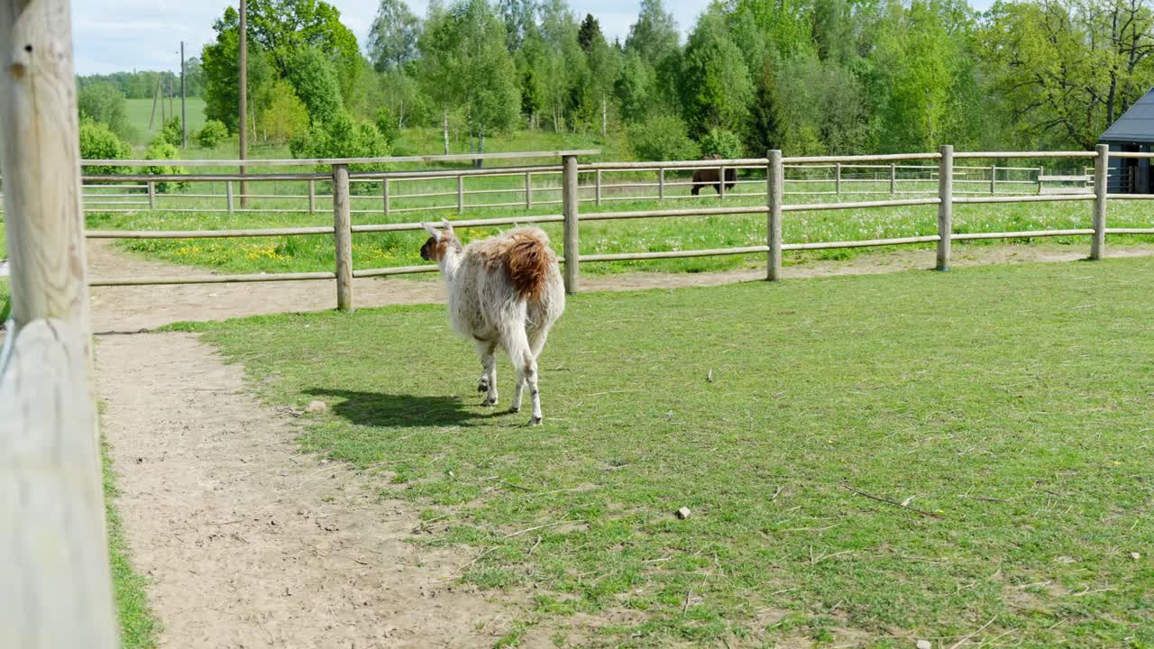 A llama stands quietly on grass in a zoo, enjoying the peaceful outdoor enclosure