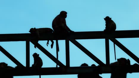 4K-silhouette-of-a-troop-of-city-monkeys-of-an-invasive-species,-Long-tailed-Macaque,-Macaca-fascicularis,-one-on-its-belly-on-a-steel-beam-,-others-sitting,-some-in-between,-blue-sky,-Thailand