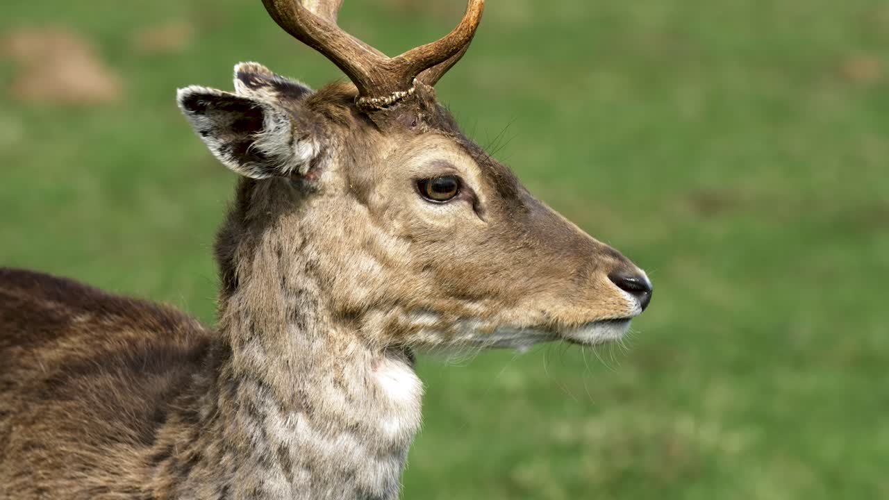 un ciervo en barbecho con grandes cuernos comiendo, un soleado día de primavera, concepto de vida silvestre, toma de primer plano en cámara lenta de mano