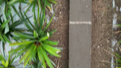 top view walking in pineapple garden