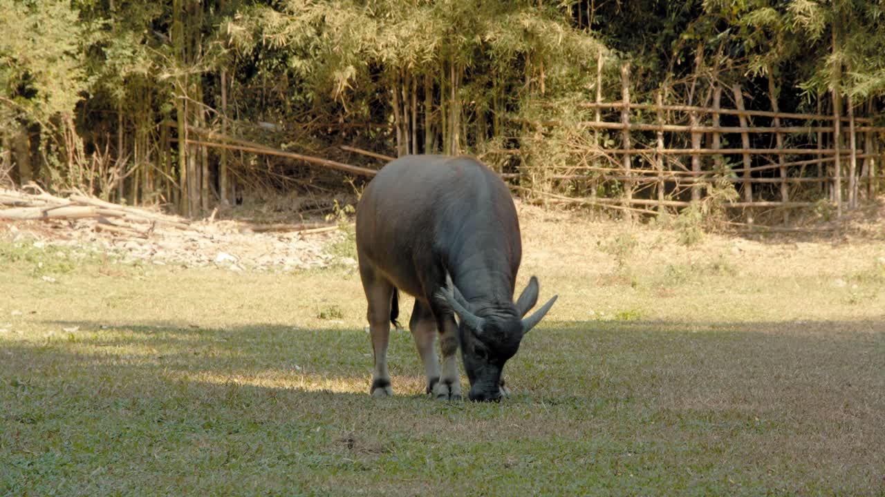 에서 풀 을 고 있는 물 버팔로