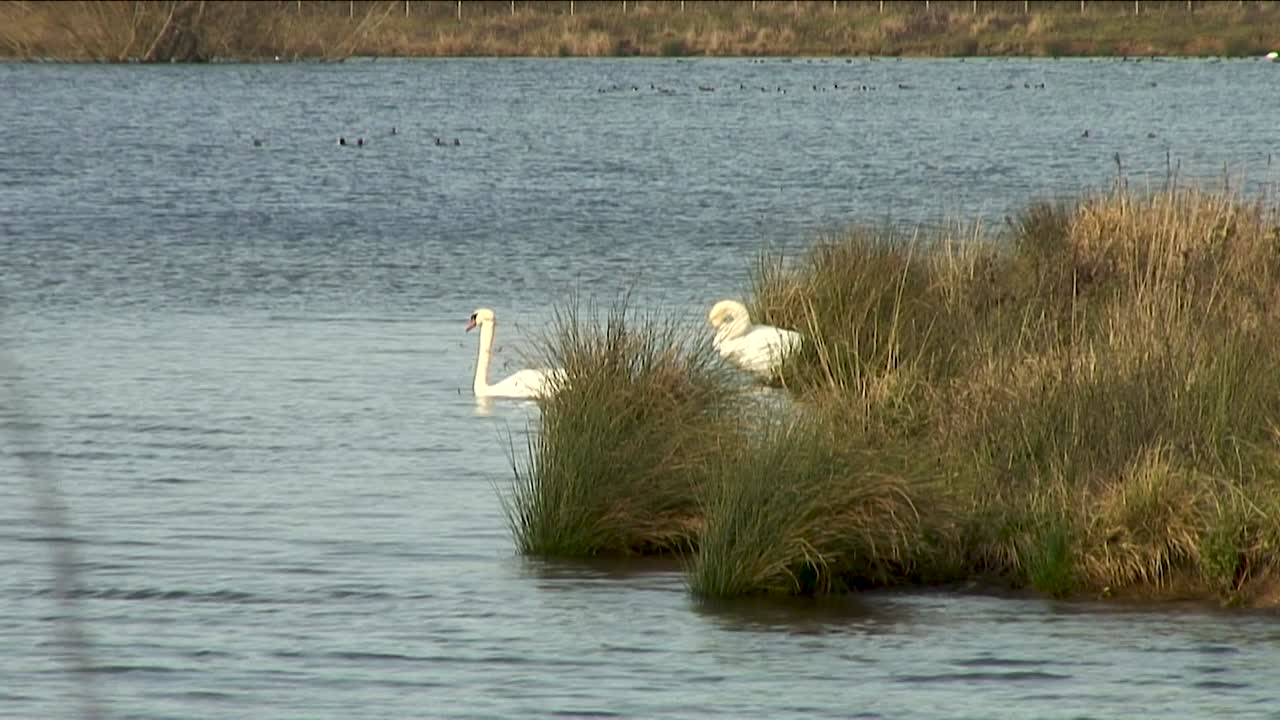 A pair of swans on Rutland water, largest man made reservoir in Europe