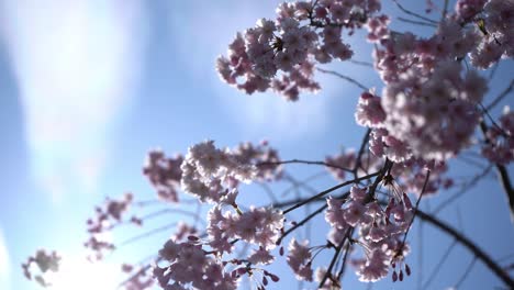 Bottom-view-up-of-Japanese-cherry-blossom-tree-flowers-blooming-in-spring---close-up-of-Japan-Sakura-tree-branches-and-flower---blue-sky-in-background