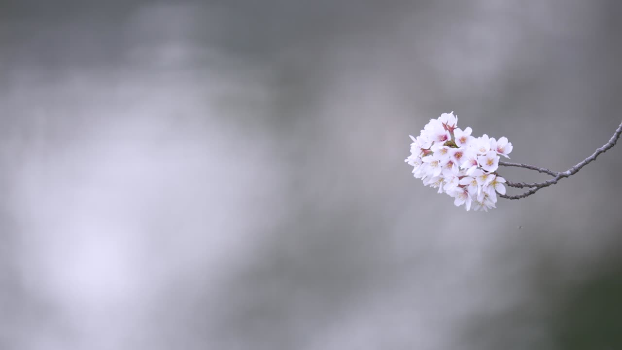 물  에 꽃 을 피우고 있는 체리 나무 들