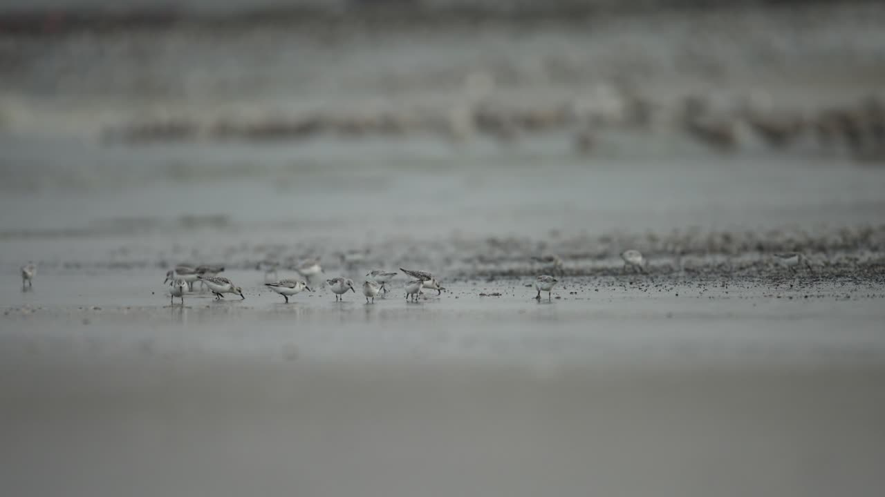 Long shot of seagulls foraging along wet sand of beach, Scheveningen coastline