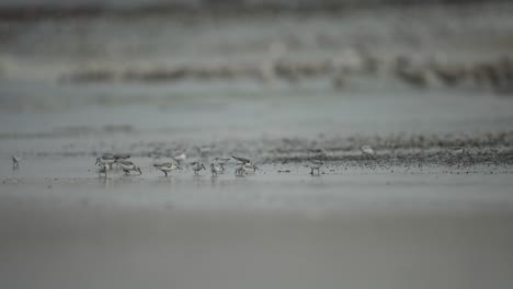Long-shot-of-seagulls-foraging-along-wet-sand-of-beach,-Scheveningen-coastline