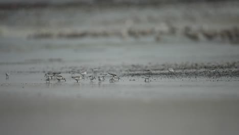 Totale-Aufnahme-Von-Möwen,-Die-Am-Nassen-Sand-Des-Strandes-An-Der-Küste-Von-Scheveningen-Nach-Nahrung-Suchen