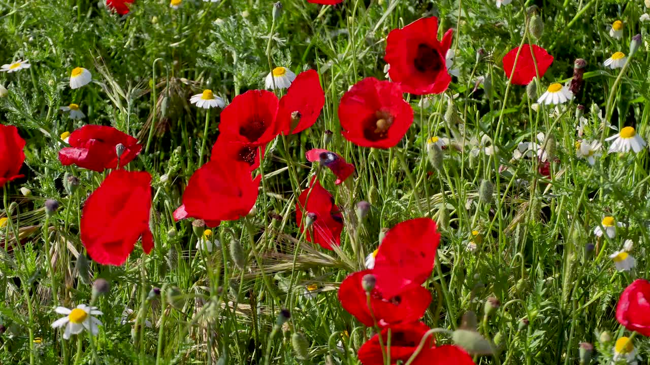 4K Nahaufnahme einer Wildblumenwiese mit roten Mohnblumen und bunten Gänseblümchen, die sich im sanften Wind wiegen, ruhig bewegendes grünes Gras, friedlicher Naturhintergrund, Frühlingsfeld, entspannende Naturlandschaft