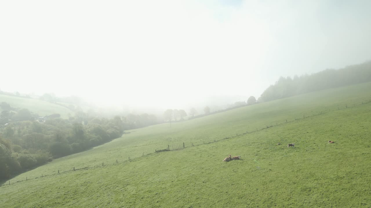 아일랜드의 흐릿한 초원 깨 ⁇ 한 농경지  ⁇ 스포드 아일랜드 공중