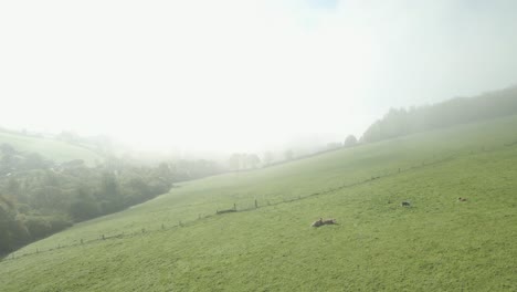 Hazy-grasslands-of-irish-clean-farmland-Wexford-Ireland-aerial