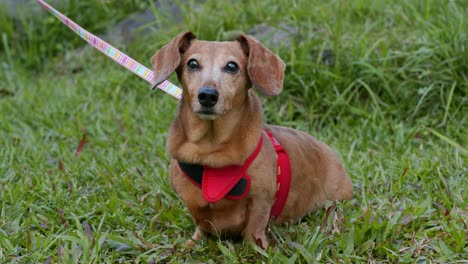 cão dachshund no parque