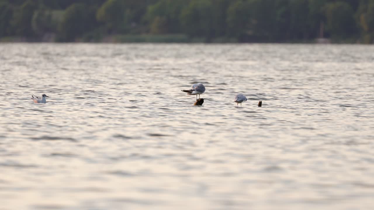 검은 머리  ⁇ 가 호수 한가운데에서 헤엄치고 있습니다.