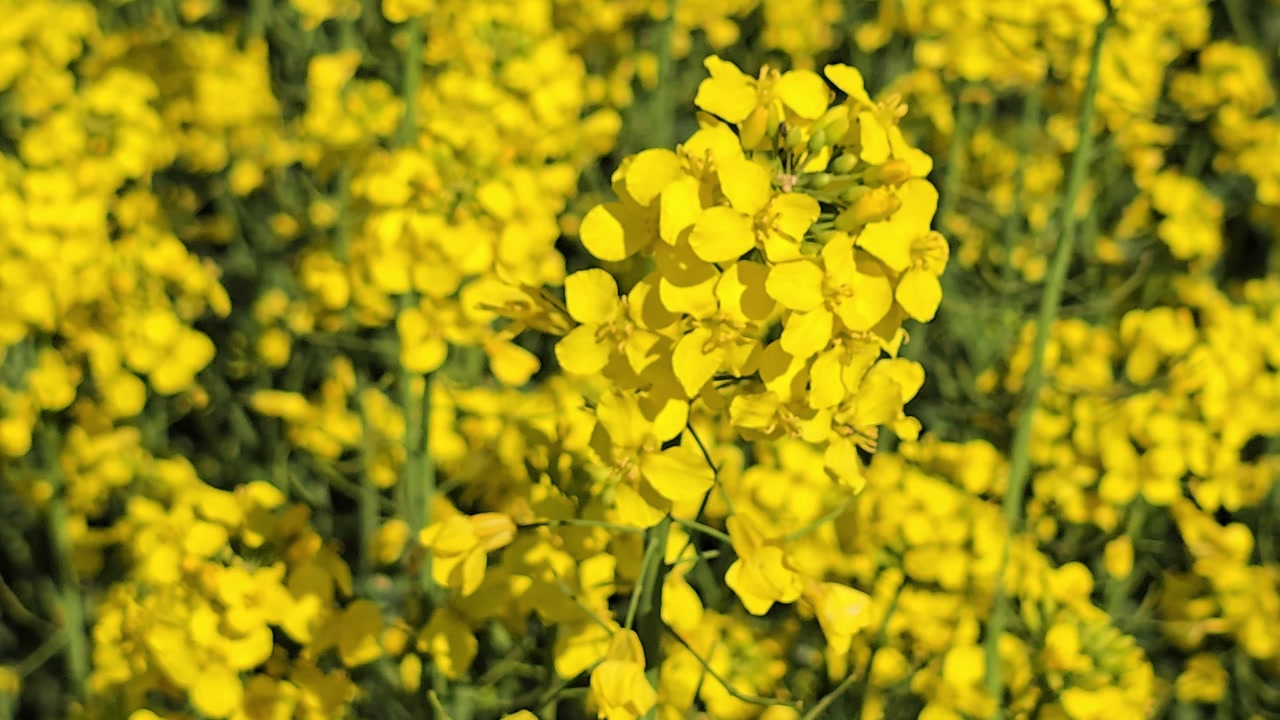 Detailed view of rapeseed blossoms in focus with a blurred background.