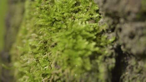 close-up of moss on tree bark