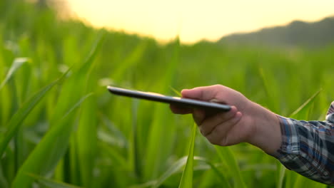 cerca de la mano del agricultor usando un teléfono móvil o una tableta de pie en el campo de arroz con la hoz de la hoz o el gancho para la cosecha