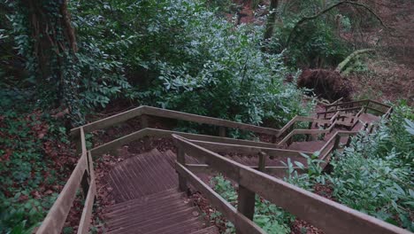 bajando escalones de madera en el bosque