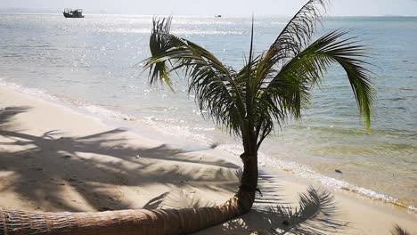 funny palm tree on tropical island with beautiful white sand beach