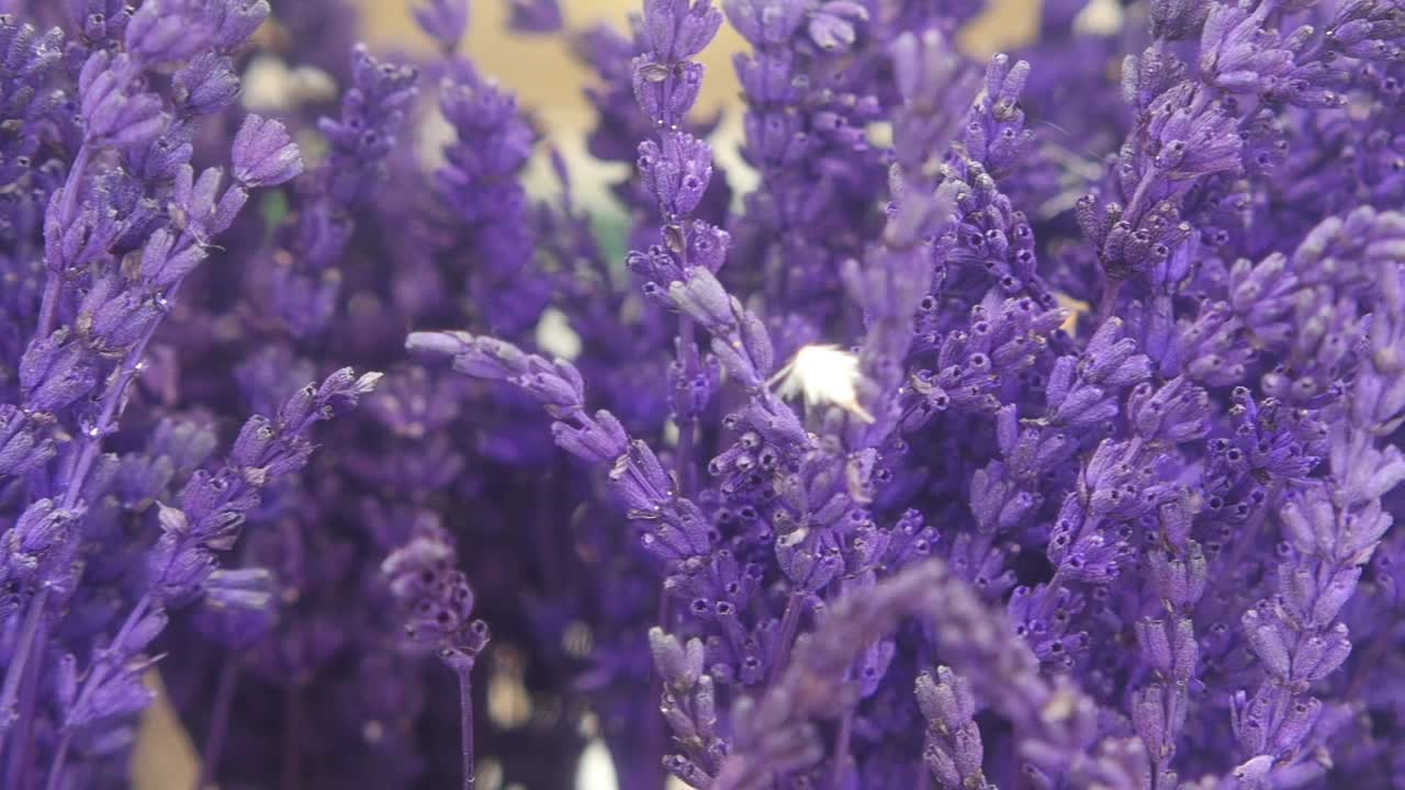 primer plano de las flores secas de lavanda