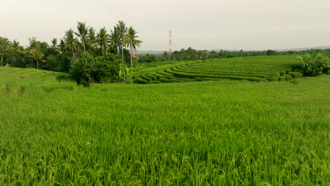 lush green rice fields stretch out like vast carpet of vibrant emerald