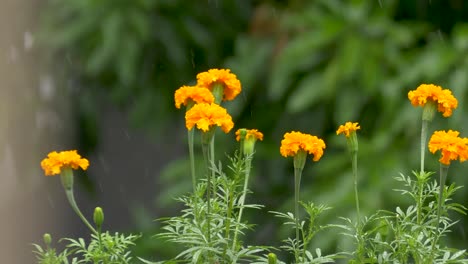orange marigolds in the rain