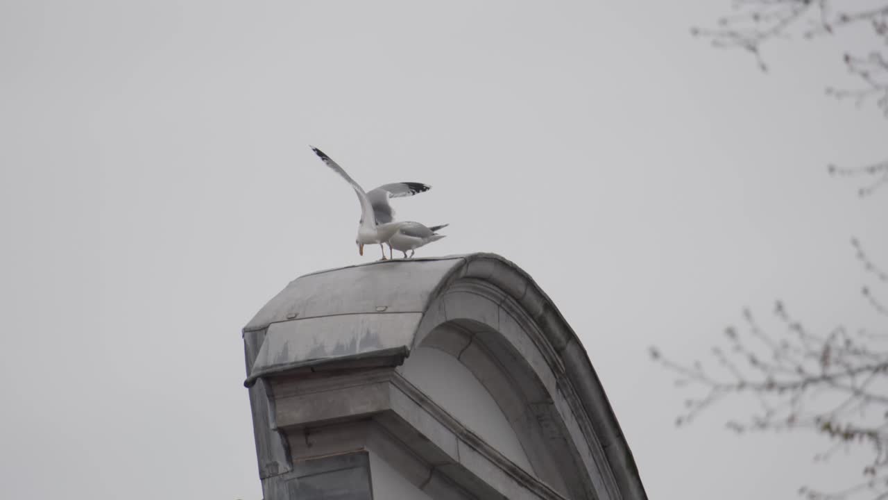 Two seagulls on a structure in Bruges under soft grey skies above