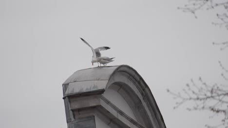 two seagulls on a structure in bruges under soft grey skies above
