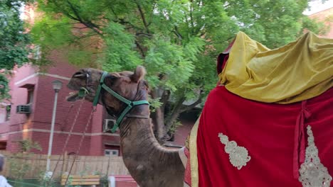 a camel decorated and taken for a walk by his owner in a gated community with children and people walking by