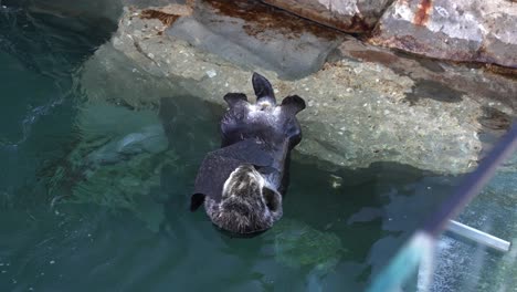 Der-Seeotter-Schwimmt-Auf-Dem-Rücken-In-Einem-Klaren-Wassergehege,-Entspannt-Und-Spielt-Mit-Einer-Kleinen-Schwarzen-Decke,-Indem-Er-Sie-Auf-Sein-Gesicht-Legt,-Während-Er-Sein-Fell-Rund-Um-Das-Gesicht-Pflegt